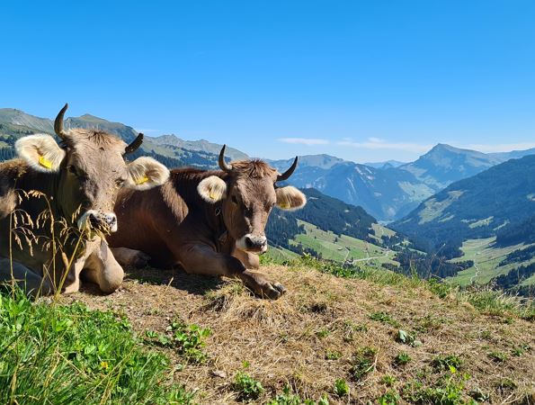 Kühe auf der Alpe