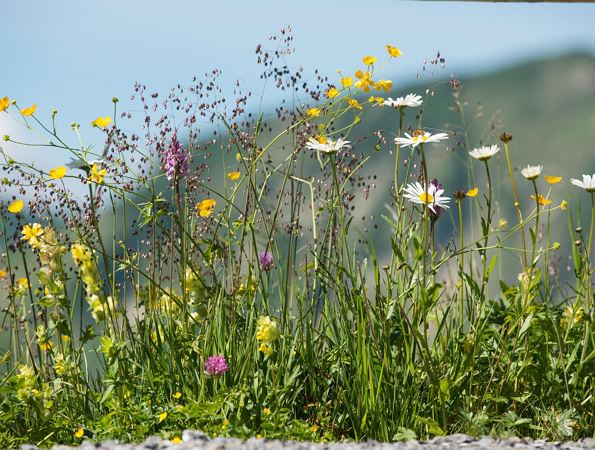 Blumen