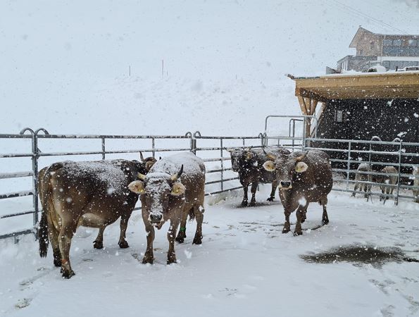 Wießfläcka Hof Kühe im Winter © Kurt Stark