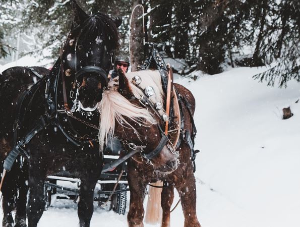 Pferdeschlittenfahrt