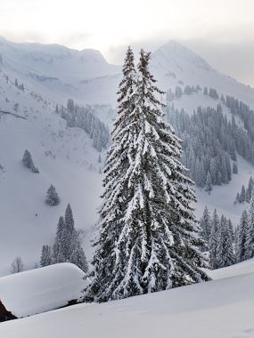 BERGaktiv - Adventwanderung