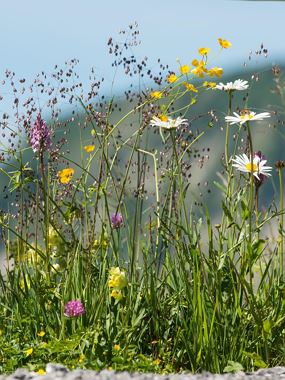Natur erleben - für kleine Entdecker