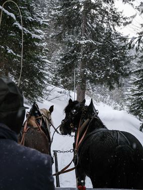 Horse sleigh
