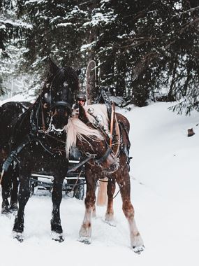Pferdeschlittenfahrt