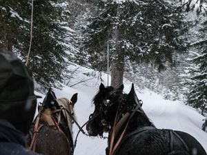 Pferdeschlittenfahrt Damüls