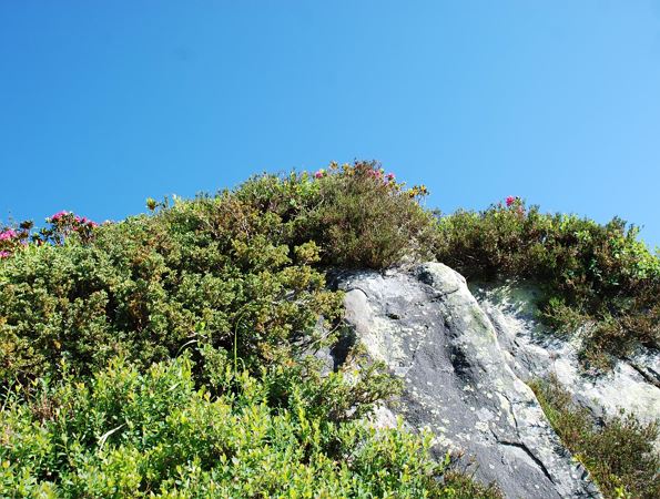 Sommerimpressionen
