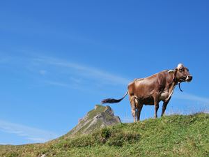 Damülser Mittagspitze