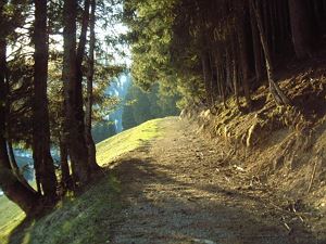 Waldweg