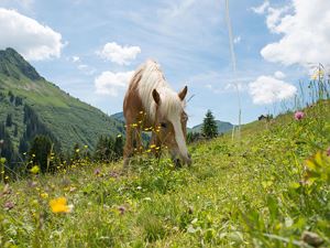 Sommer in Damüls (c) Huber Images - Damüls Fasch