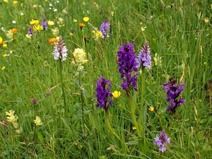 ...und Wiese