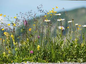 Blumenwiese