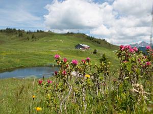 Sommerimpressionen von Damüls