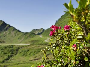 Alpenrose Haus Alpina Damüls