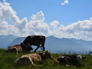Alpina Damüls Kühe