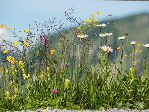 Damuels_Sommer (c) huber-images - Damüls-Faschina