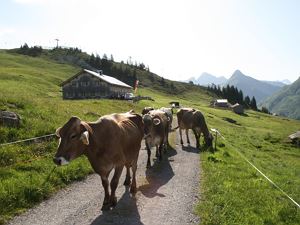 Alpe-Oberdamüls-2
