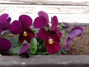 20160315_112826_resized