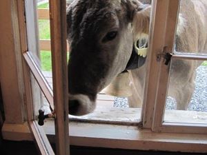Unsere Kuh auf Besuch