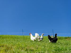 frische Eier von glücklichen Hühner