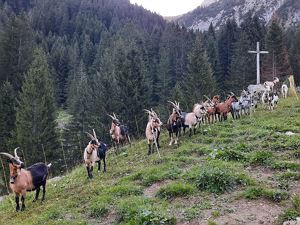 Gadental - Gadenalpe