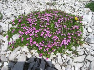 Das Wunder der Natur