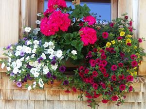 BlumenAlpeRagaz