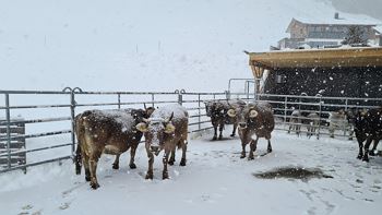Bauernhof Besichtigung auf dem Wießfläckahof
