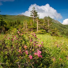 Damüls | Rund um die Walsersiedlung über Alpe Oberdamüls