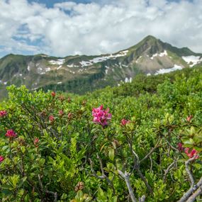 Damüls-Faschina | Blumen-Wanderlehrpfad